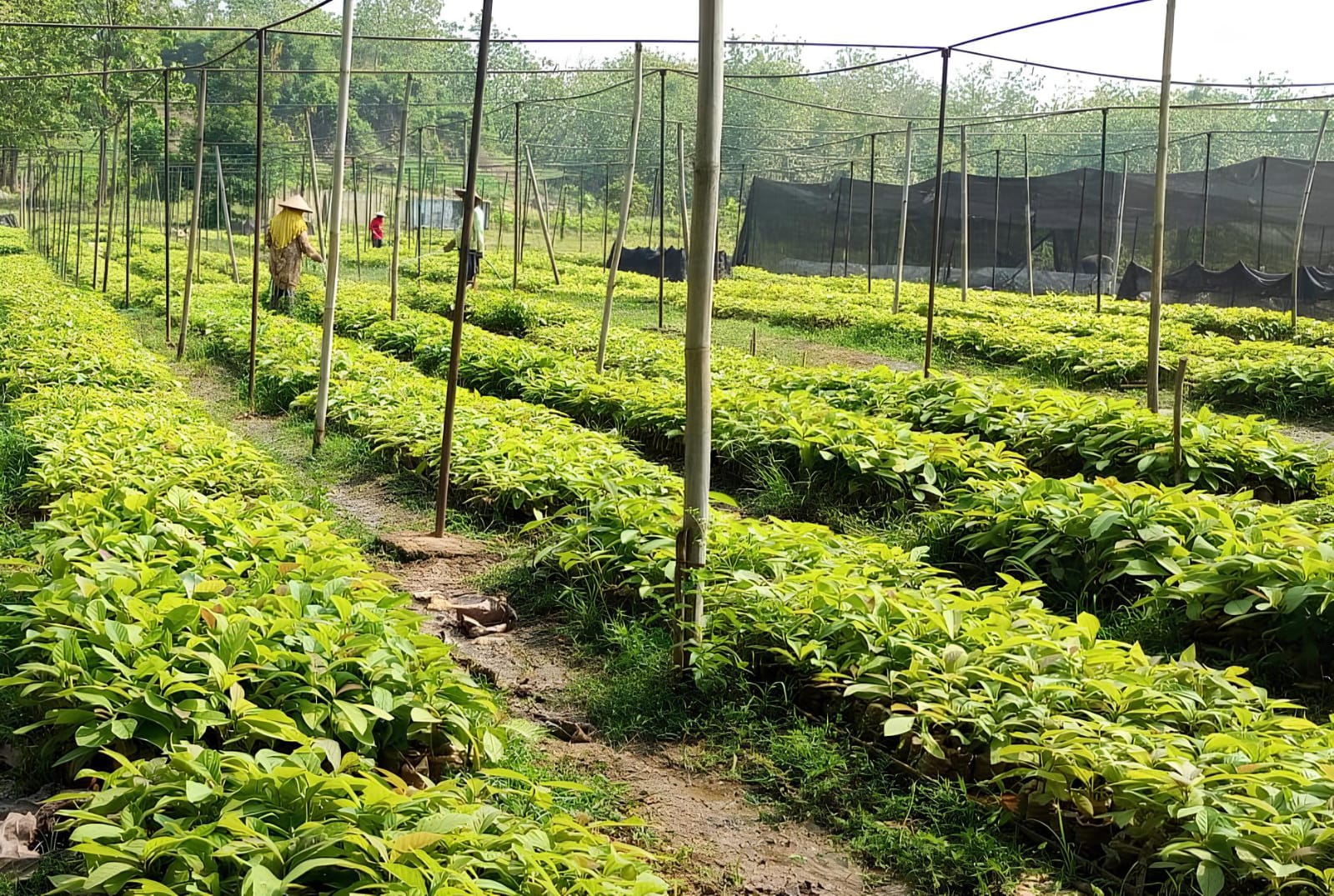 WhatsApp Image 2025-11-03 at 17.16.00